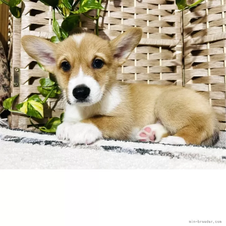 ウェルシュ・コーギー・ペンブローク【千葉県・男の子・2025年8月27日・茶色(レッドアンドホワイト)】の写真1