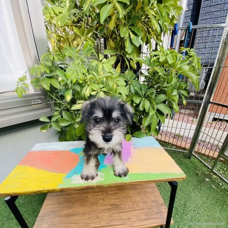 ID：2411-06674の子犬