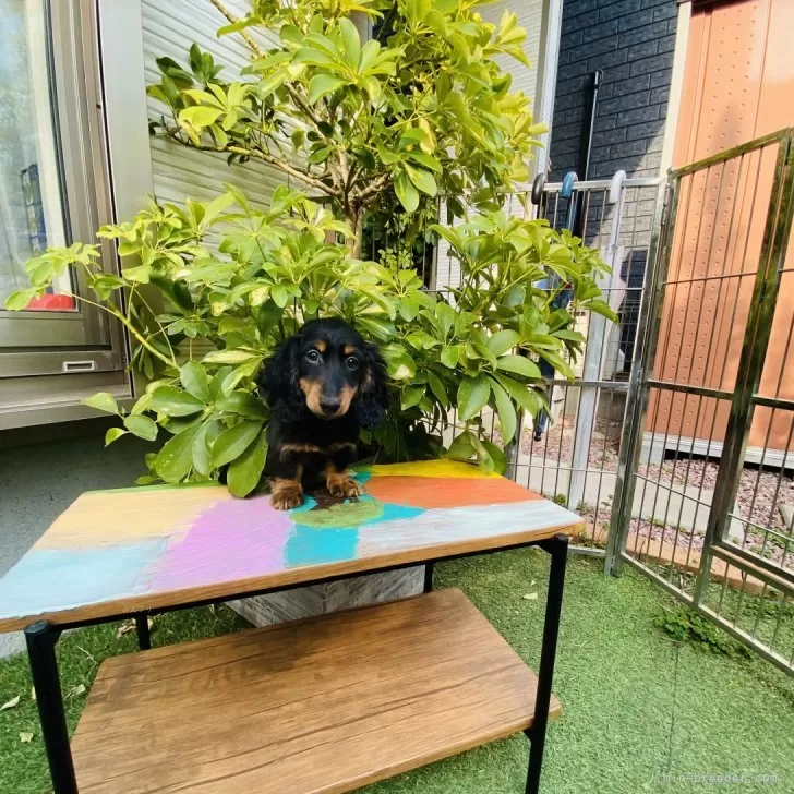 ID：2502-01649の子犬