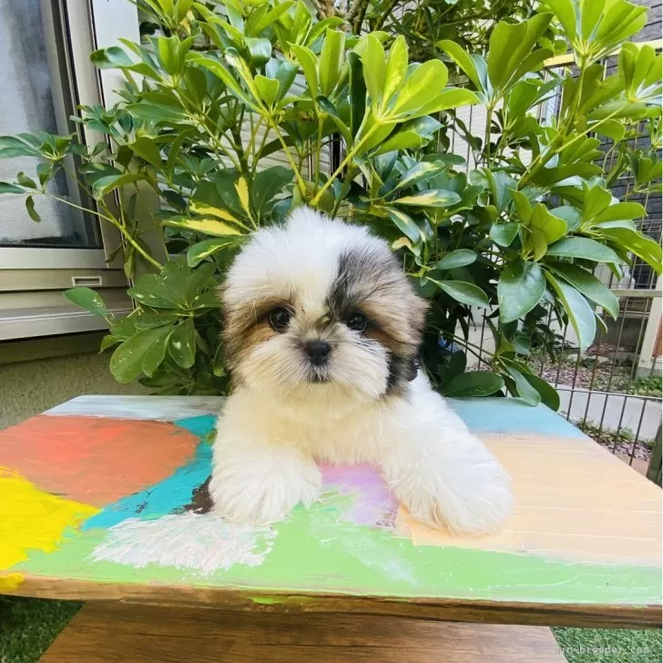 ID：2506-03916の子犬