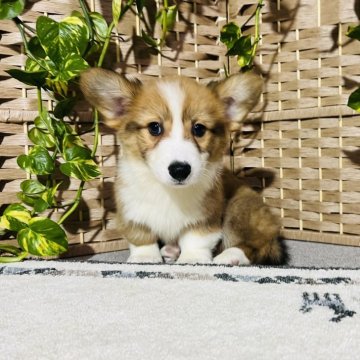 ウェルシュ・コーギー・ペンブローク【千葉県・男の子・2025年8月27日・茶色(レッドアンドホワイト)】の写真「かっこいい男の子👦❤️当日お迎え応相談」