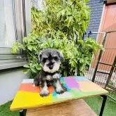 ミニチュアシュナウザー【千葉県・女の子・2024年9月24日・ソルト&ペッパー】の写真1