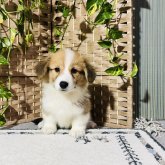 ウェルシュ・コーギー・ペンブローク