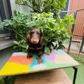 ミニチュアダックスフンド(ロング)【千葉県・男の子・2025年3月12日・チョコレート&タン】の写真1