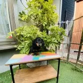 ミニチュアダックスフンド(ロング)【千葉県・男の子・2024年12月26日・ブラック&タン】の写真2