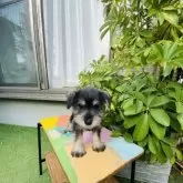 ミニチュアシュナウザー【千葉県・女の子・2024年9月24日・ソルト&ペッパー】の写真4