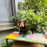 ミニチュアダックスフンド(ロング)【千葉県・男の子・2025年3月12日・チョコレート&タン】の写真4