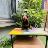 ミニチュアダックスフンド(ロング)【千葉県・男の子・2025年3月12日・チョコレート&タン】の写真5