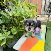 ミニチュアシュナウザー【千葉県・女の子・2024年9月24日・ソルト&ペッパー】の写真5