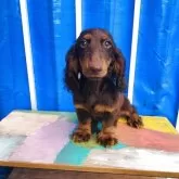 ミニチュアダックスフンド(ロング)【千葉県・男の子・2025年3月12日・チョコレート&タン】の写真7