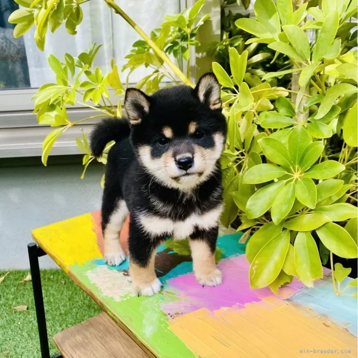 ID：2401-07198の子犬