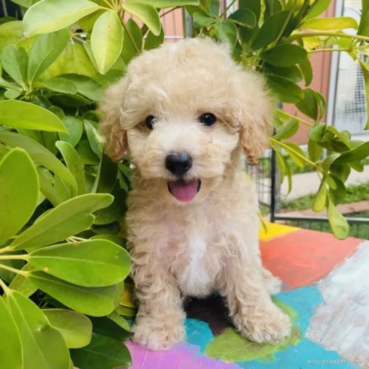 ID:2308-02511の子犬