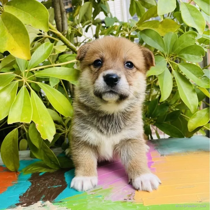 ID：2312-04617の子犬