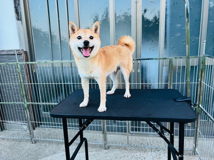 豆柴【・女の子・2021年11月25日・赤】