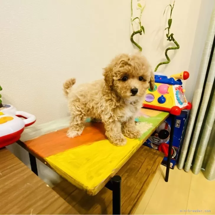 ID：2407-04442の子犬