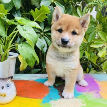 柴犬(豆柴)【千葉県・男の子・2023年5月27日・赤】の写真「かっこいい男の子✨」