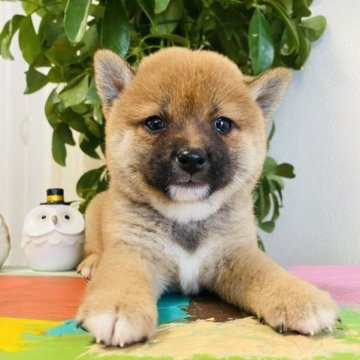 柴犬(豆柴)【千葉県・男の子・2023年6月27日・赤】の写真「可愛い男の子✨」