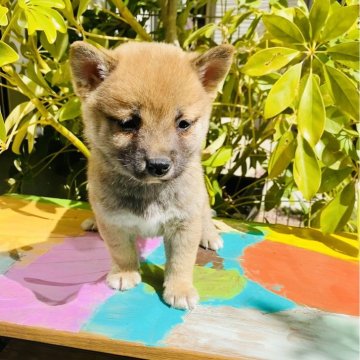 柴犬(豆柴)【千葉県・男の子・2024年1月11日・赤】の写真「可愛い男の子✨」