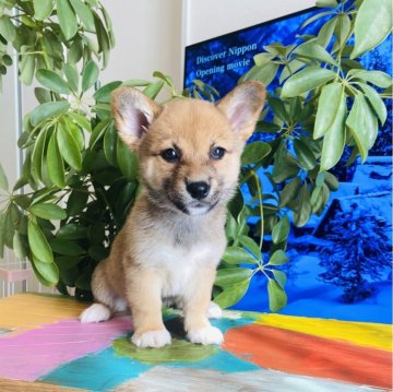 ミックス(母犬コーギー×父犬豆柴)【千葉県・女の子・2023年11月1日・セーブル&ホワイト】の写真「足が短くて可愛い女の子です❤️」