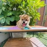 豆柴【千葉県・男の子・2024年7月18日・赤】の写真1