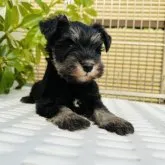 ミニチュアシュナウザー【千葉県・女の子・2023年1月17日・ブラック&シルバー】の写真1