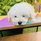 ビール(ビション×トイプードル)【千葉県・男の子・2023年6月20日・アプリコット】の写真1「8/23撮影」