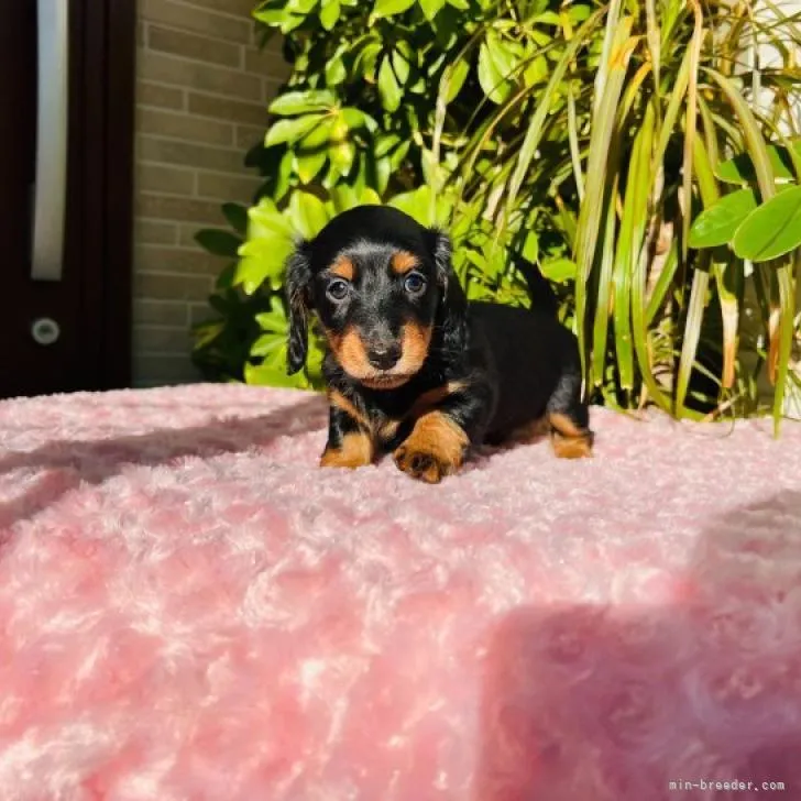 ID：2211-02566の子犬