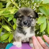 ミックス(母犬コーギー×父犬豆柴)【千葉県・女の子・2023年11月1日・セーブル&ホワイト】の写真2