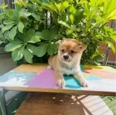 豆柴【千葉県・男の子・2024年7月18日・赤】の写真2