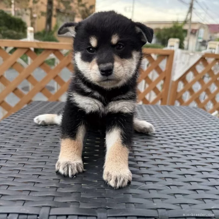 ID：2411-01818の子犬