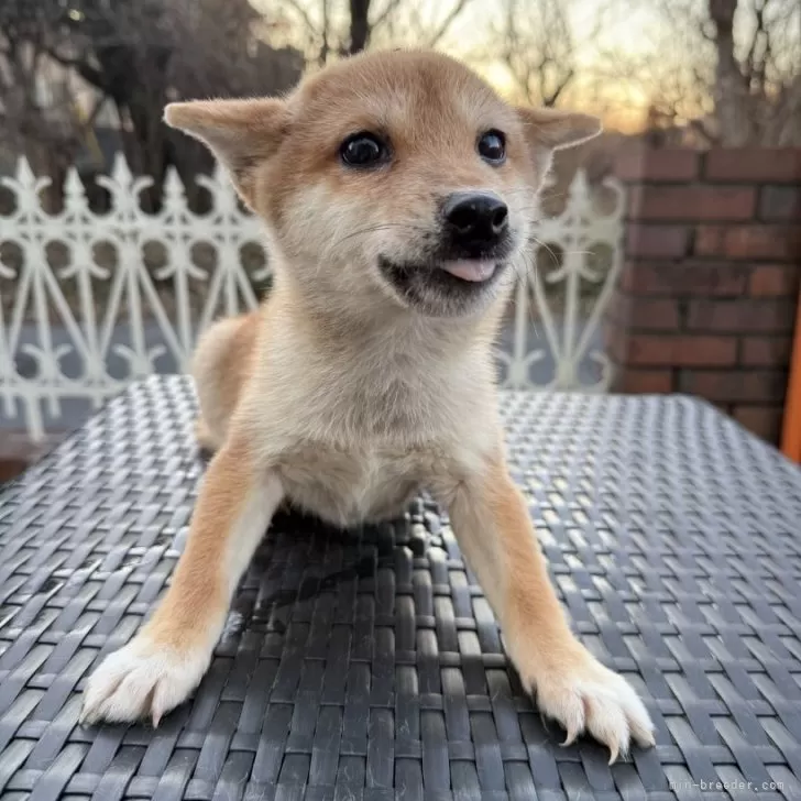ID：2410-03914の子犬