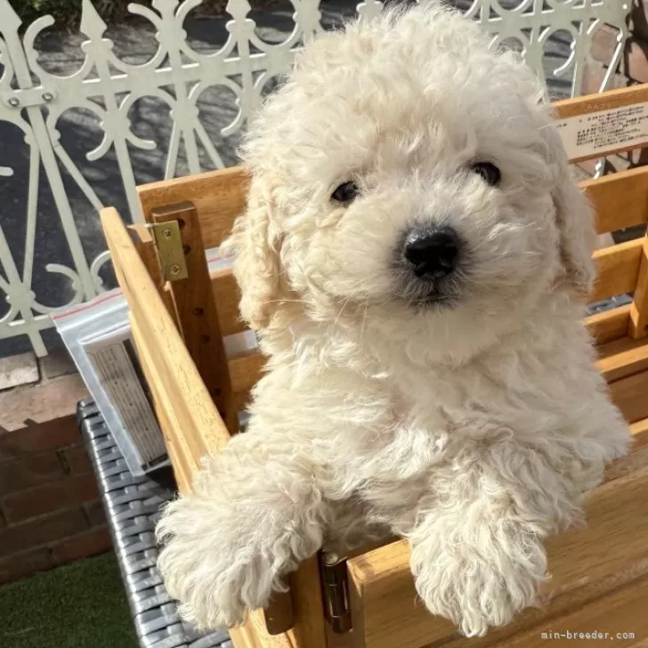 ID:2503-05159の子犬