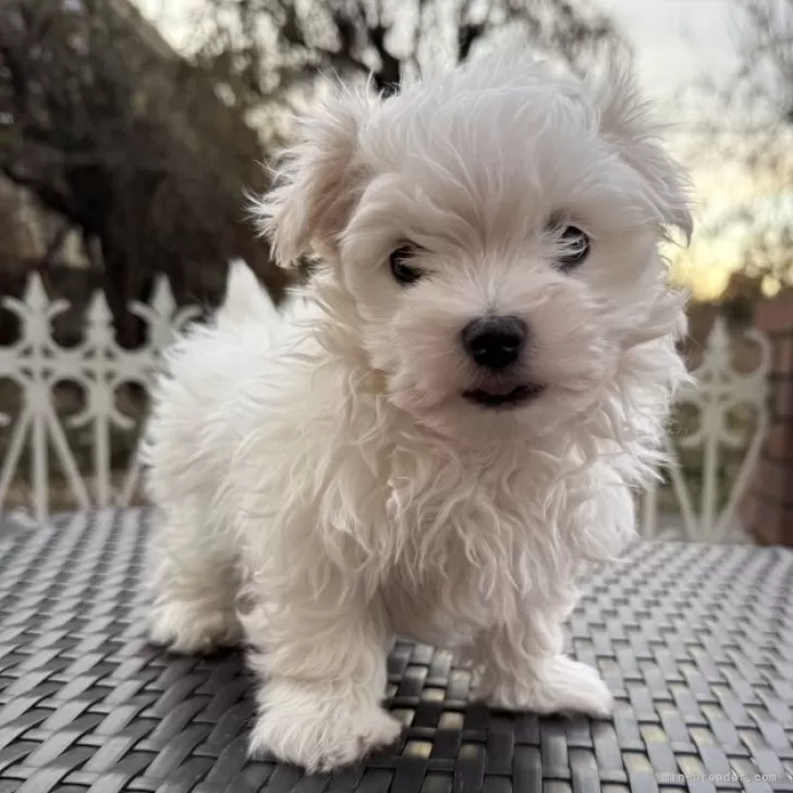 ID：2412-06661の子犬