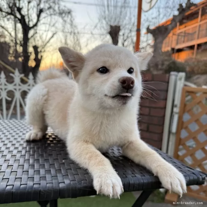 もも 様のお迎えした子犬