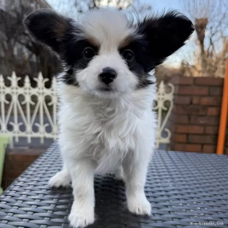 ID：2502-05498の子犬