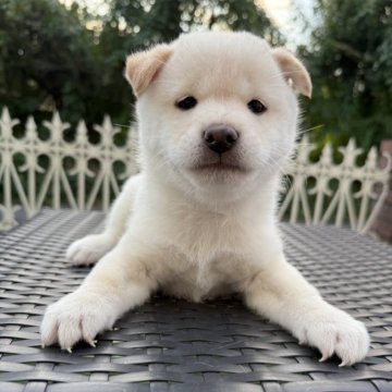 柴犬(標準サイズ)【埼玉県・男の子・2024年9月6日・白】の写真「可愛い子！！」