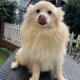 ポメラニアン