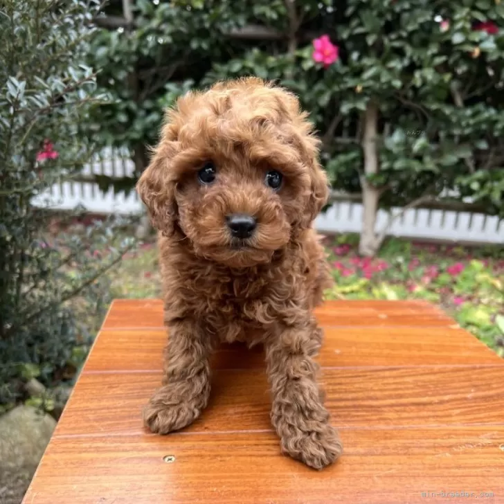 くりこ 様のお迎えした子犬