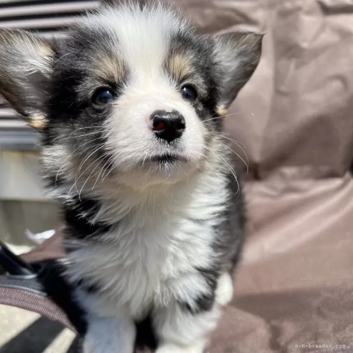 ID：2405-03466の子犬