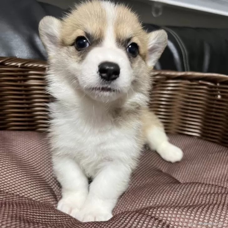 ID：2401-07023の子犬
