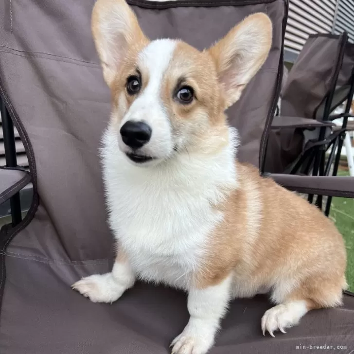 ID：2405-07086の子犬