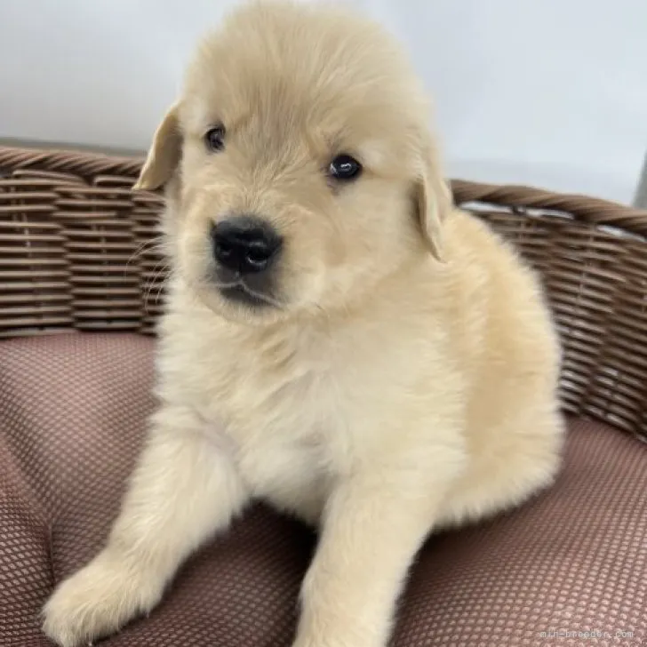 ID：2307-03789の子犬
