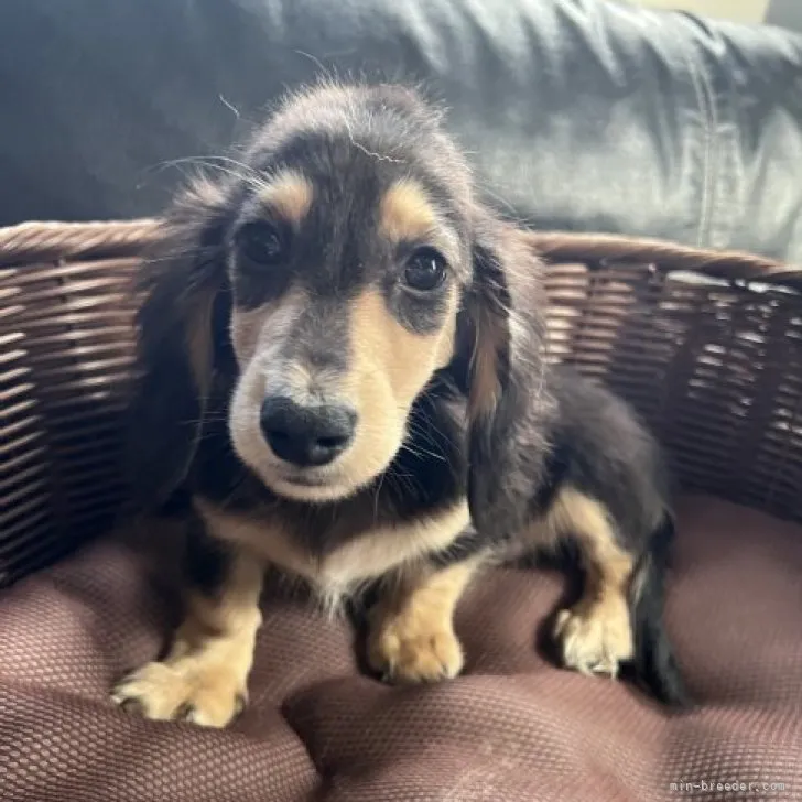 ID：2309-04648の子犬