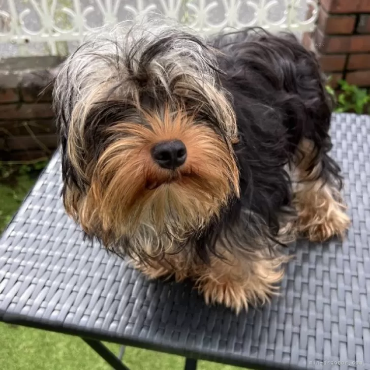 ID：2404-04172の子犬