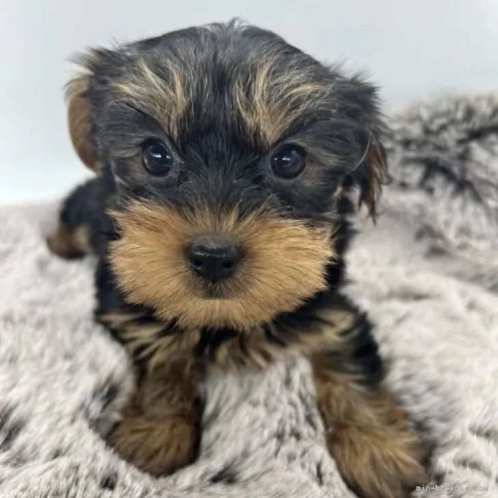 ID:2308-01543の子犬