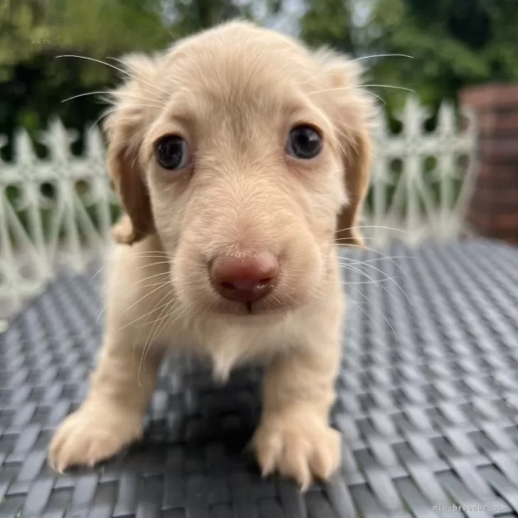 ID：2409-06309の子犬