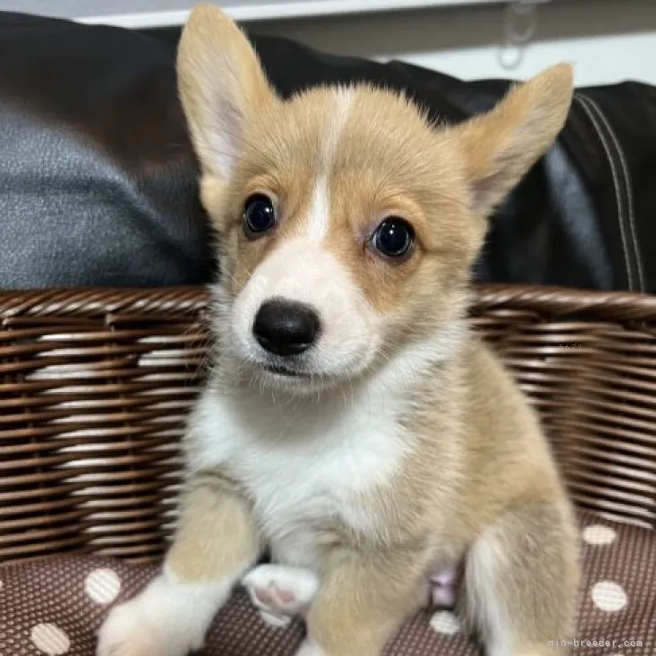 M.K 様のお迎えした子犬