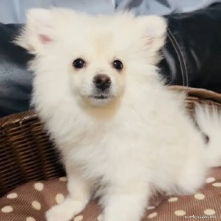 ハル 様のお迎えした子犬