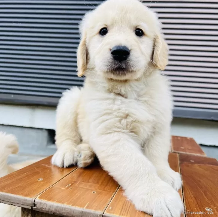 ID:2405-02028の子犬