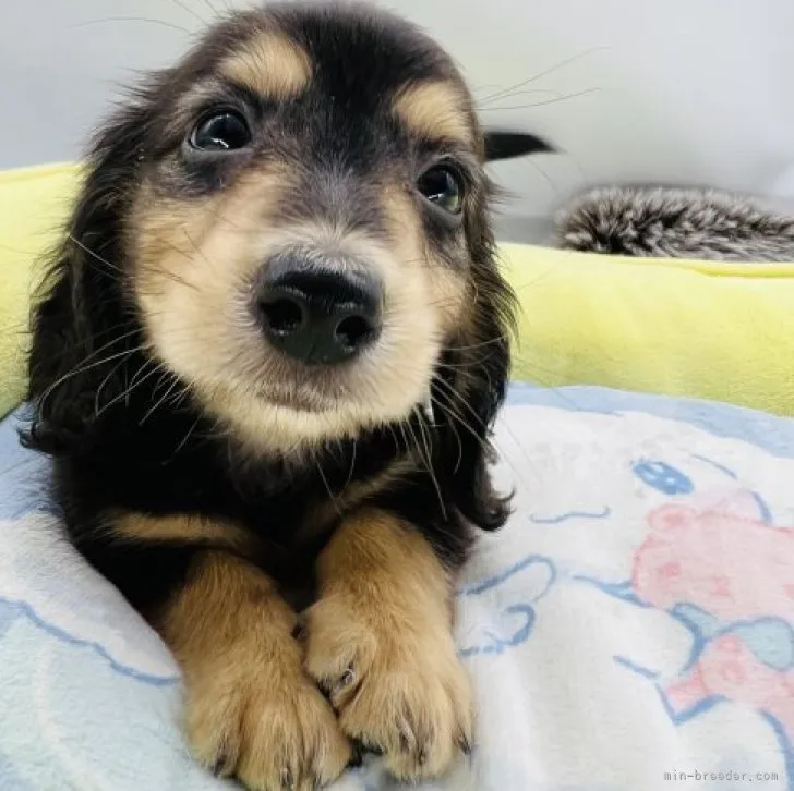 ID：2306-05529の子犬